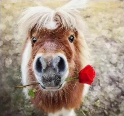 Quelle était la taille et le poids du poney le plus petit ?