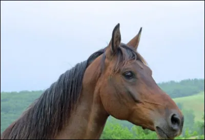 La durée de vie moyenne d'un cheval est de...
