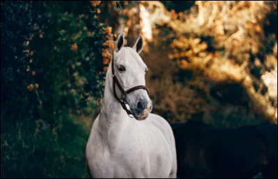 Combien de chevaux participent à un match de polo ?