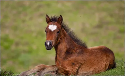 Combien y a-t-il d'écurie dans le monde ?