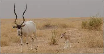 Comment se nomme cette antilope à cornes spiralées ?