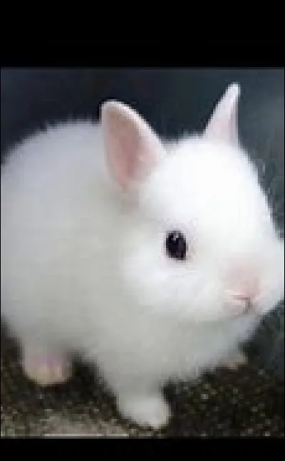 Qui vient chercher le lapin avant l'explosion ?