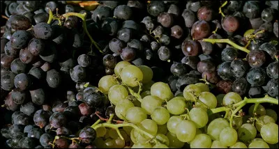 Quel est le nom de ces fruits ?