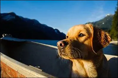 Un chien et son propriétaire partent à la pêche. D'un seul coup, le chien pète et le monsieur tombe à l'eau. Quelle est la race du chien ?
