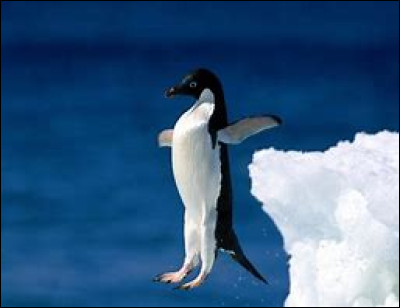 Connaissez-vous lhistoire du pingouin qui respirait par les fesses ?