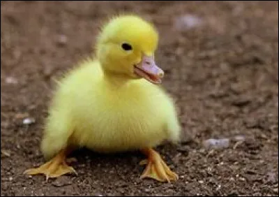 Qu'est-ce qui est jaune et qui attend ?