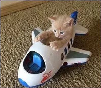 Comment appelle-t-on un chat tout terrain ?