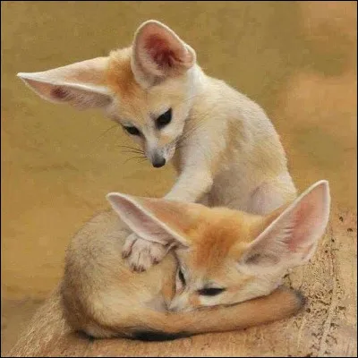 Quelle est la durée de gestation chez la femelle ?