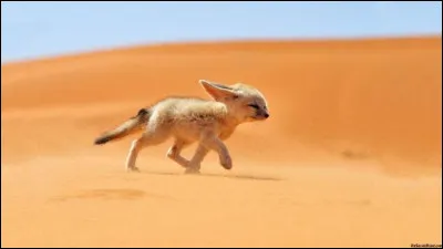 Le fennec a de très longues oreilles ! Combien mesurent-elles en moyenne ?