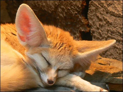 De combien de mamelles la femelle fennec est-elle nantie ?