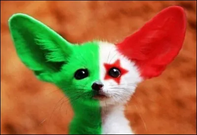 Quelle équipe nationale de football a pour surnom "Les Fennecs" ?