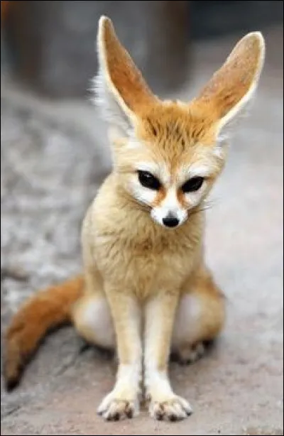 A quelle famille le fennec appartient-il ?