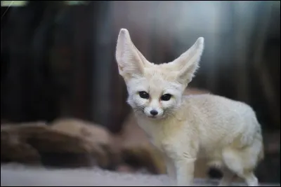 Quel type de moyen de transport est le AS550 Fennec ?