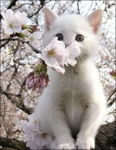 Es-tu parfois solitaire ?