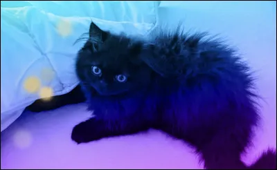 Tu adoooores manger :