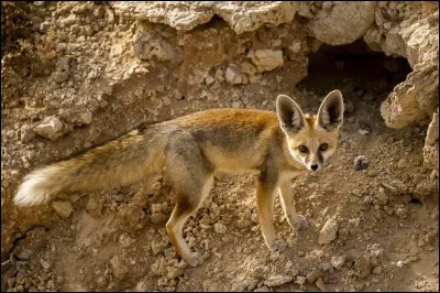 Quelle est cette espèce ?