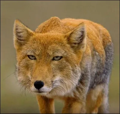 Quelle est cette espèce ?