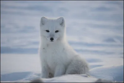 Quelle est cette espèce ?