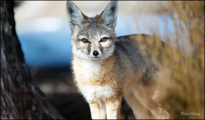 Quelle est cette espèce ?