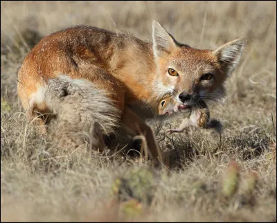 Quelle est cette espèce ?