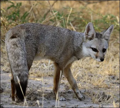 Quelle est cette espèce ?