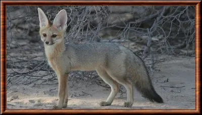 Quelle est cette espèce ?