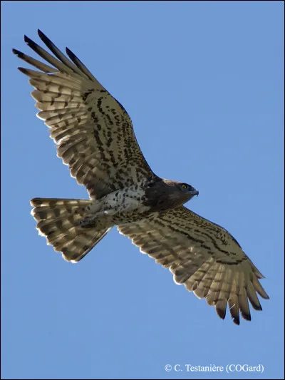 De quel livre de jean Giono est tiré la Femme du boulanger de Marcel Pagnol ?