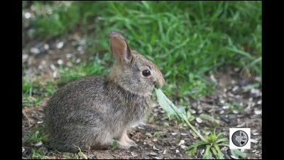 Quel est ton animal préféré ?