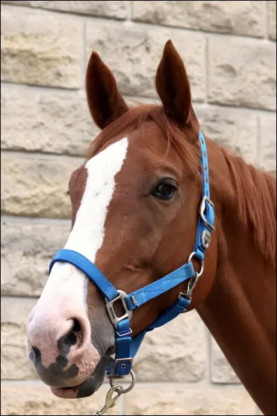 Comment s'appelle une longue trace blanche sur la tête d'un cheval ?