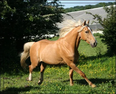 Lorsque je suis à juste au galop...