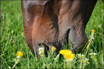 Combien de temps passe le cheval à brouter ?