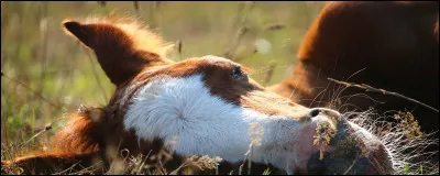 Combien de temps passe le cheval à se reposer ?