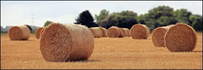 À quoi sert la litière ?