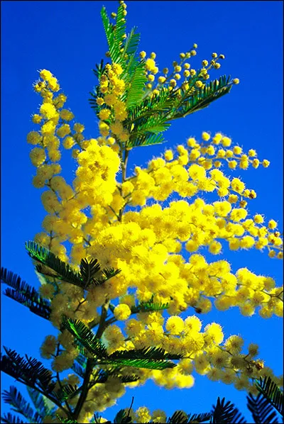 Le mimosa fleurit au printemps.