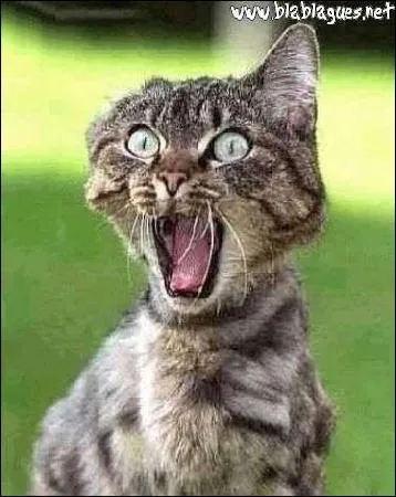 Il a peur, cet animal est un :