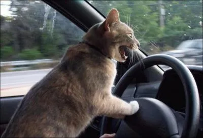 Attachez bien votre ceinture ! Quel animal est au volant ?