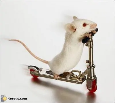 Qui fait de la trottinette ?