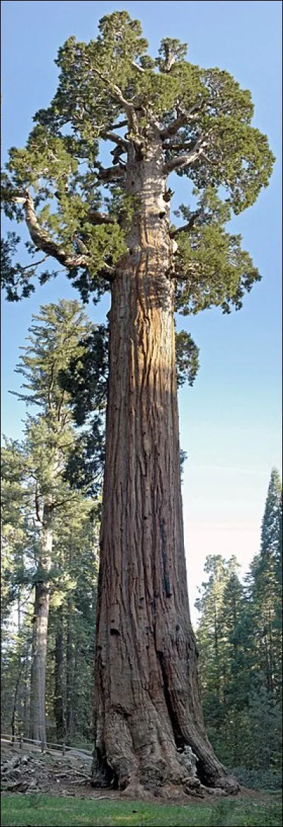 Où peut-on trouver le General Grant, un séquoia géant, le deuxième arbre le plus massif du monde, après le General Sherman ?