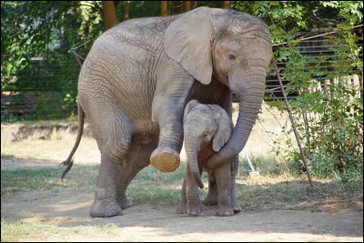 Animaux : L'éléphant est le mammifère à la plus longue gestation au monde. Combien de temps dure cette gestation ?