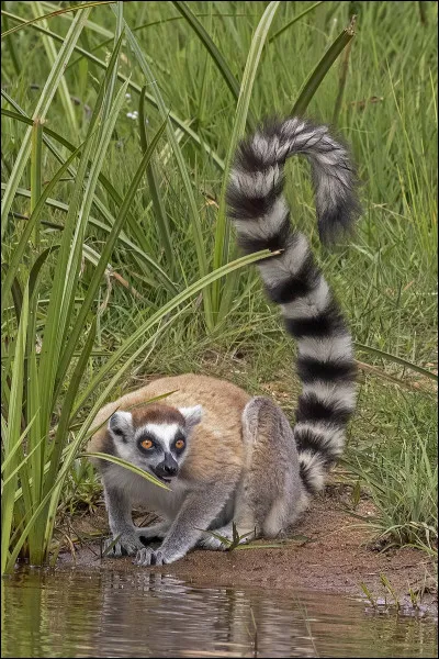 Quel est cet animal ?