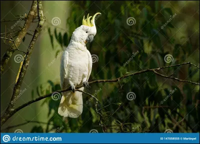 Quel est cet animal ?