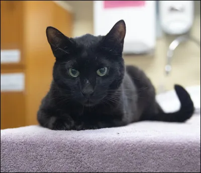 Toi, t'es plutôt...