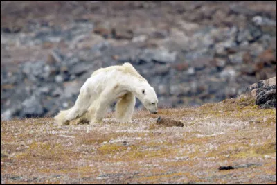 À cause du réchauffement climatique, un cinquième des espèces animales sont en voie de disparition.