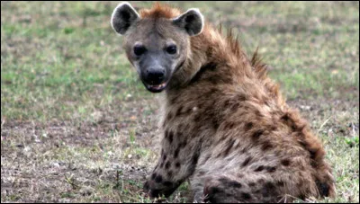 Et maintenant, ce canidé est un/une ...