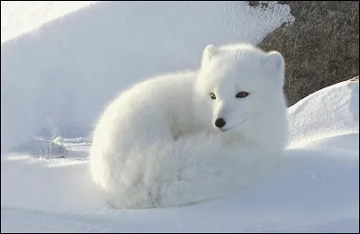 Et celui-ci, quel est-il ?