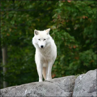 Maintenant, tu devrais avoir tout compris. Quel est ce canidé ?