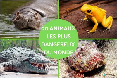 Quel est ton animal préféré ?