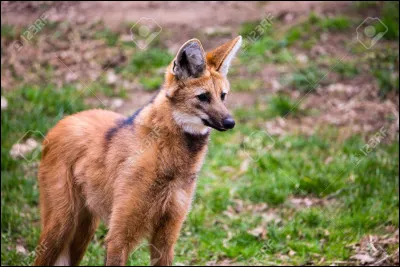 Dis le nom de cet animal.