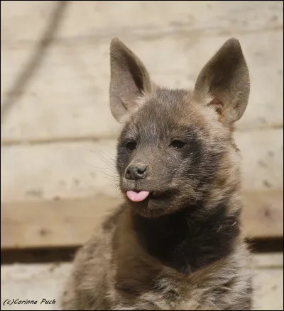 Les hyènes sont des...