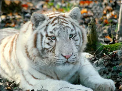 Comment s'appelle cet animal ?